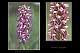 Orchis x bergonii 2