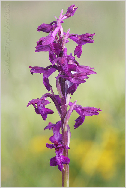 Orchis x Bicknellii 1