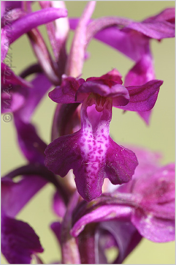 Orchis x Bicknellii 2