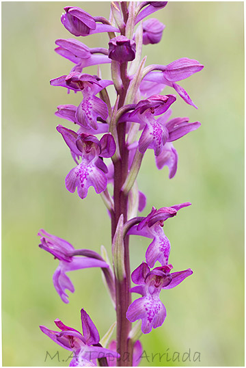 Orchis x Bicknellii 2