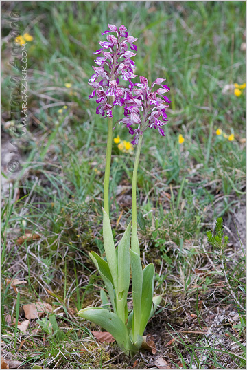 Orchis x hybrida 2