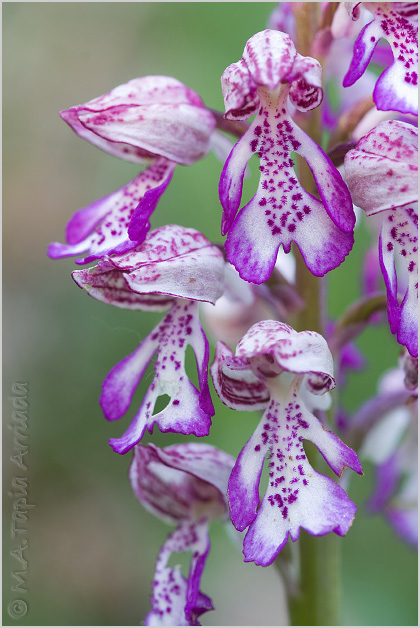 Orchis x hybrida 1