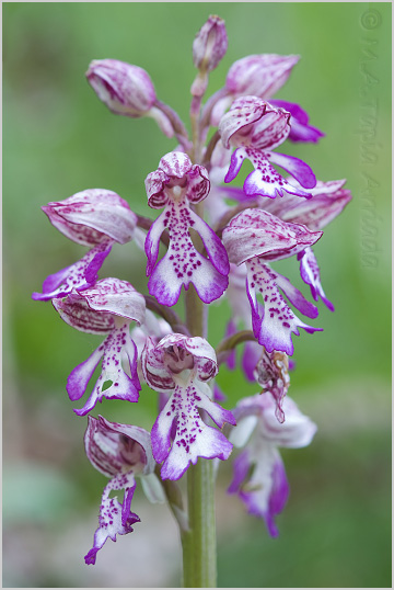 Orchis x hybrida 2