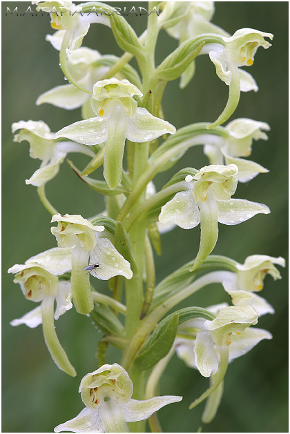 Platanthera algeriensis 1