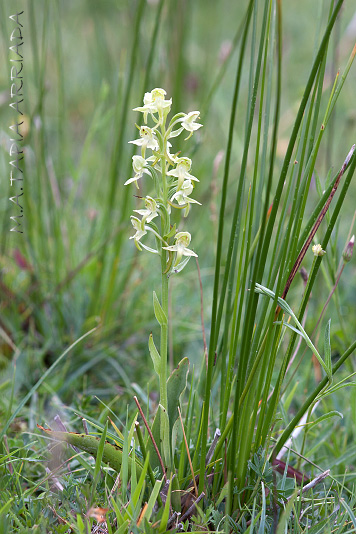 Platanthera algeriensis 2