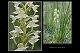 Platanthera algeriensis 1