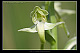 Platanthera algeriensis 2