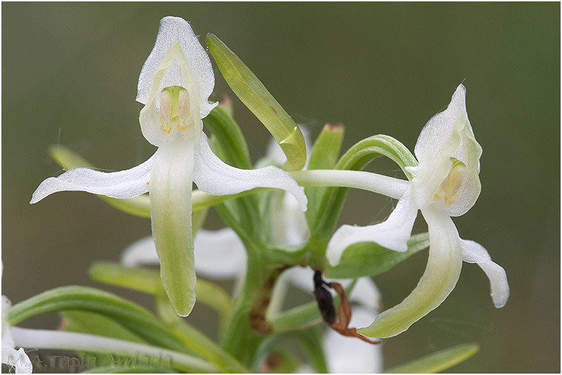 Platanthera bifolia 1