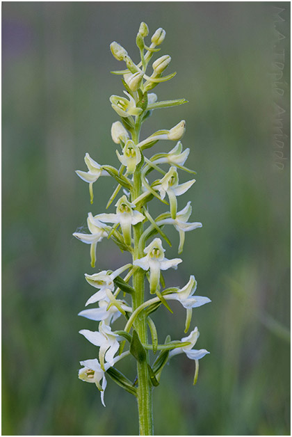 Platanthera bifolia 2