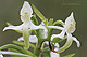 Platanthera bifolia 1