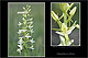 Platanthera bifolia 2