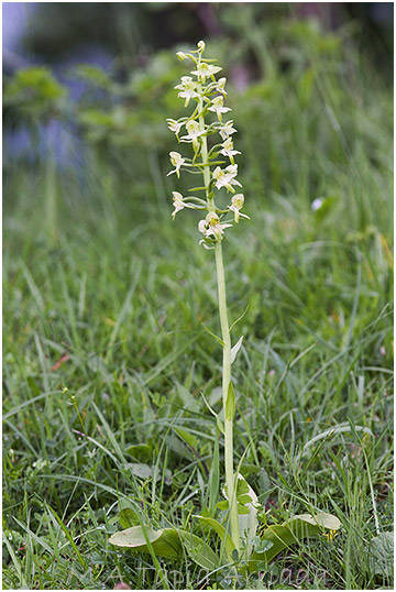 Platanthera chlorantha 2