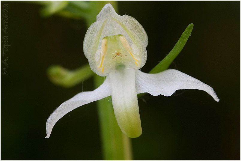 Platanthera chlorantha 3