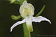 Platanthera chlorantha 2