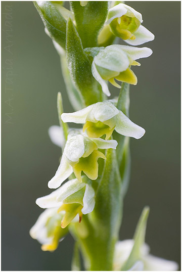 Pseudorchis albida 2