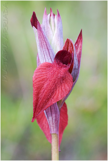 Serapias cordigera 1