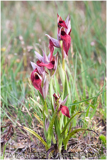 Serapias cordigera 2