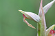 Serapias parviflora 2