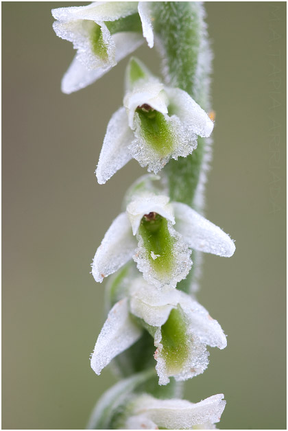 Spiranthes spiralis 3