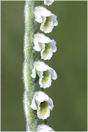 Spiranthes spiralis 4