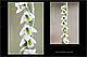 Spiranthes spiralis 2