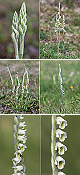 Spiranthes spiralis Artxibo