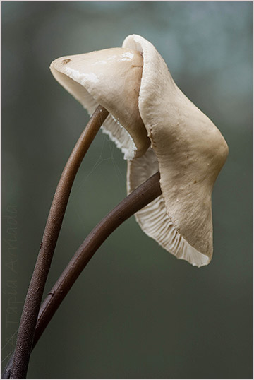 Marasmius alliaceus 2