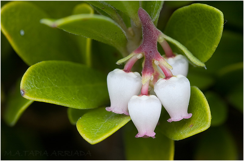 Arctostaphylos uva-ursi 1