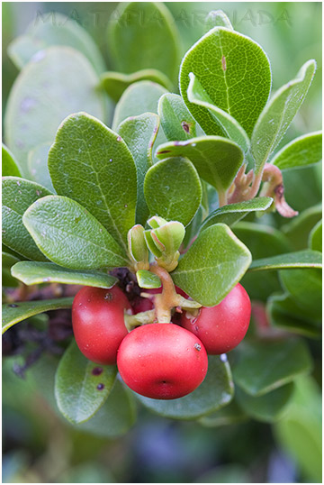 Arctostaphylos uva-ursi 3