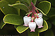 Arctostaphylos uva-ursi 1