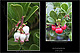 Arctostaphylos uva-ursi 2