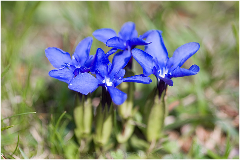 Gentiana verna