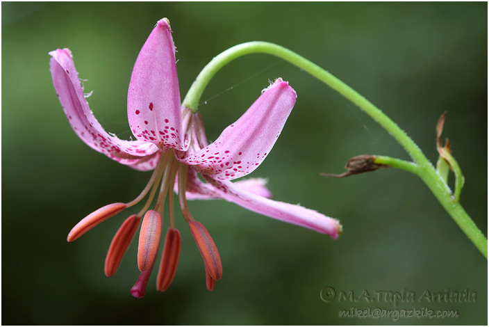 Lilium martagon 1