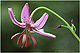 Lilium martagon 1