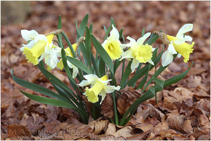 Narcissus pseudonarcissus 1