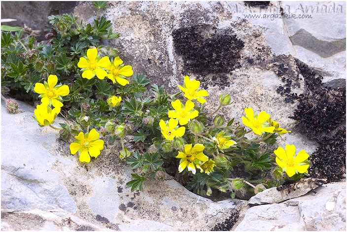 Potentilla neumanniana 1