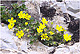 Potentilla neumanniana 1