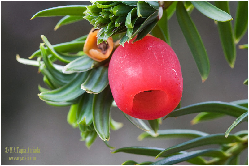 Taxus baccata 1