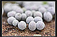 Badhamia foliicola 1