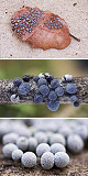 Badhamia foliicola Artxibo