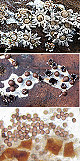 Diderma asteroides Artxibo