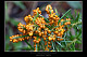 Leocarpus fragilis 1
