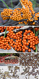 Leocarpus fragilis Artxibo