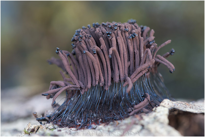 Stemonitis fusca 1