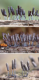 Stemonitopsis typhina Artxibo