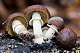 Agrocybe erebia photo