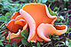 Aleuria aurantia photo 1