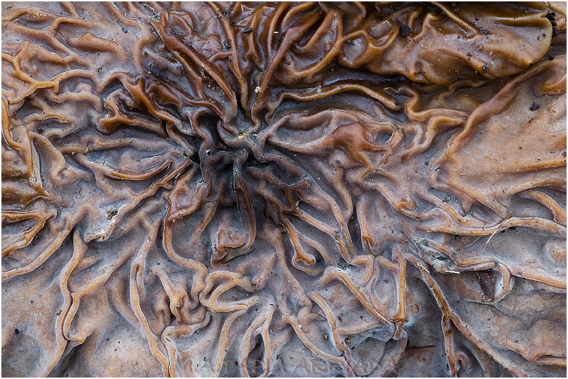 Auricularia mesenterica 1