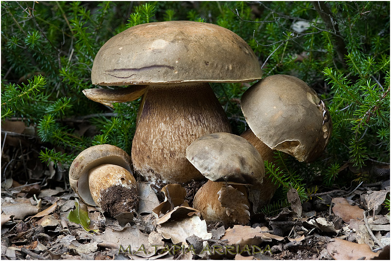 Boletus aereus 1