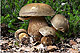 Boletus aereus 1